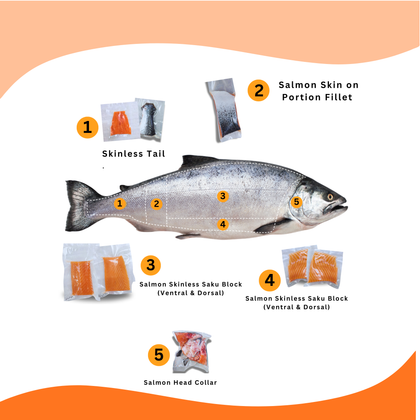 Fresh Frozen Salmon Products