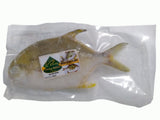 Golden Pomfret (Pompano) 500-600g